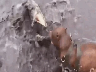 CLIP: Trận chiến nghẹt thở giữa chó Pitbull và cá sấu và cái kết đầy bất ngờ
