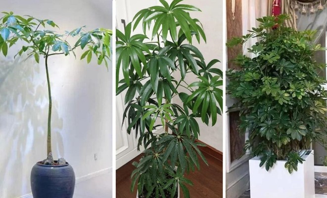 Người xưa nói phòng khách có 3 loại cây, 90% không phú cũng là quý! Nó kỳ diệu đến mức được truyền từ đời này sang đời khác?