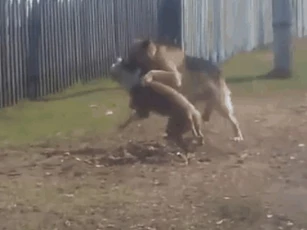 CLIP: Cuộc đấu gay cấn giữa Pitbull và Becgie, cái kết thật bất ngờ