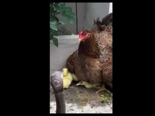 CLIP: Gà mái dũng cảm đối đầu rắn hổ mang để bảo vệ đàn vịt con