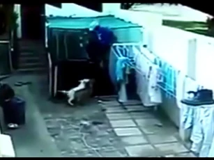 CLIP: Tên trộm bỏ chạy thục mạng vì chạm trán hai chú chó Pitbull hung dữ, cái kết của kẻ tham ăn lười làm