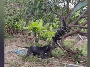 CLIP: Cuộc chiến khốc liệt, Pitbull dũng cảm kéo thằn lằn khổng lồ khỏi cây trong sân nhà