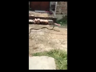 CLIP: Khoảnh khắc hài hước, bị xua đuổi rắn hổ mang thản nhiên “cuỗm” dép bỏ chạy