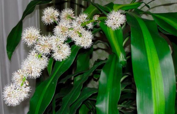 Làm thế nào để cây thiết mộc lan ra hoa?