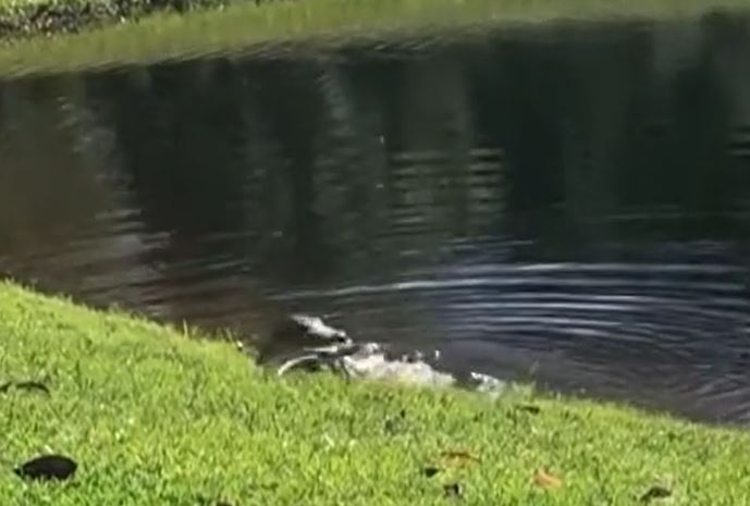 CLIP: Đi lạc vào lãnh thổ của con cá sấu, trăn Miến Điện khổng lồ nhận cái kết 'đắng'