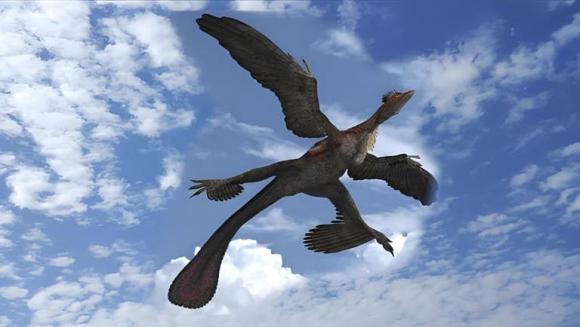 Kỳ lạ loài 'chim bốn cánh' bí ẩn xuất hiện ở Châu Phi