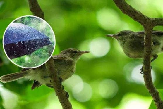 Hiện tượng lạ trong thiên nhiên: Cặp chim non ‘ly hôn’ chỉ vì mưa quá nhiều