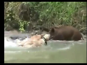CLIP: Cuộc chạm trán khốc liệt, lợn rừng đối đầu với '5 anh em' nhà chó pitbull trong màn chiến đấu đầy căng thẳng