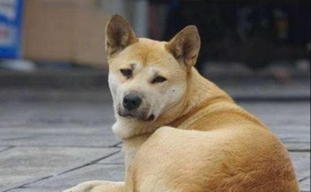 Người xưa có câu: 'Chó không cắn người chưa gặp mặt', tâm linh của loài chó khiến người ta phải nể phục