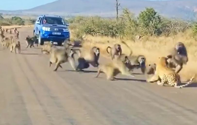 CLIP: Đàn khỉ đầu chó đánh hội đồng báo săn và cái kết ít ai ngờ