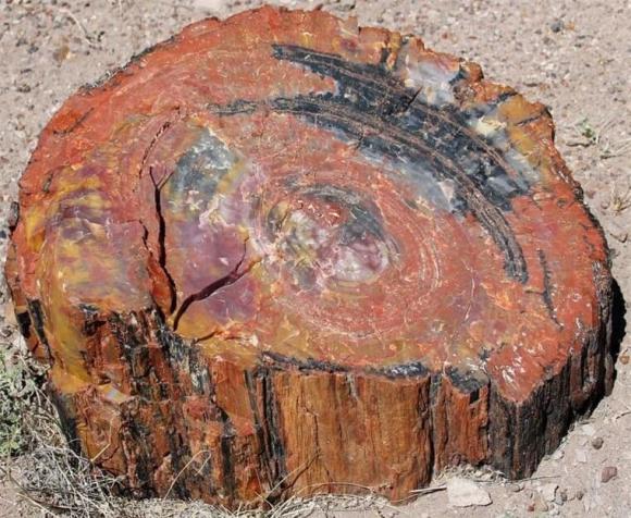 Loại gỗ quý hiếm bậc nhất thế giới, có cây trị giá hơn 600 tỷ đồng, được tìm thấy ở Việt Nam