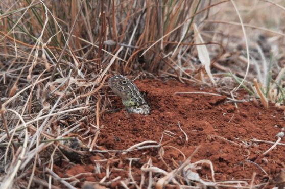 Bất ngờ phát hiện loài rồng tưởng chừng đã biến mất mãi mãi, quý hiếm bậc nhất hành tinh