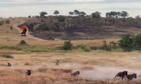 CLIP: Màn săn mồi đầy kịch tính, sư tử cái hạ gục trâu rừng trong nháy mắt