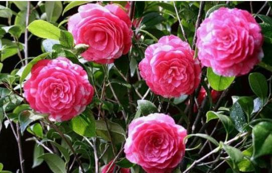 Bí quyết trồng hoa không phải ai cũng biết: Đừng vứt thuốc hết hạn, nó có thể giúp hoa của bạn nở rực rỡ hơn