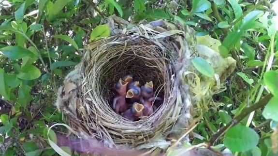 Tổ của hầu hết loài chim hướng lên trời, nếu mưa thì làm sao? Đọc xong mới biết loài chim thông minh thế nào