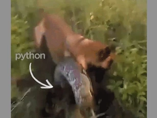 CLIP: Cuộc chạm trán kinh hoàng, chó Becgie đối đầu trăn khổng lồ và cái kết không tưởng