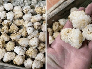 Có một loại trứng không dùng để ăn, được bán với giá 800 nghìn đồng/kg vẫn cháy hàng