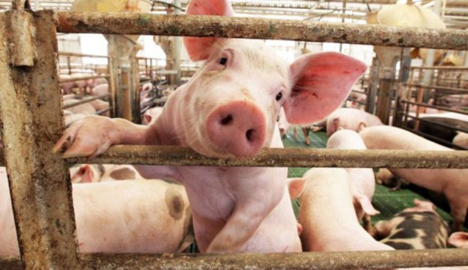 Giá heo hơi ngày 2/12/2024: Ổn định ở mức cao, dự báo xu hướng tăng nhẹ cuối năm