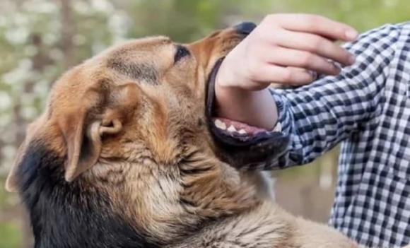 Bí ẩn đằng sau chuyện người bị chó cắn 'phát dại' tránh đến đám tang