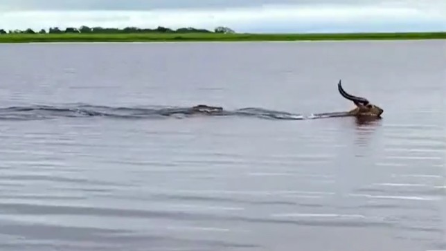CLIP: Cú Knock-out kinh hoàng, cá sấu ngậm ngùi nhìn linh dương chạy mất