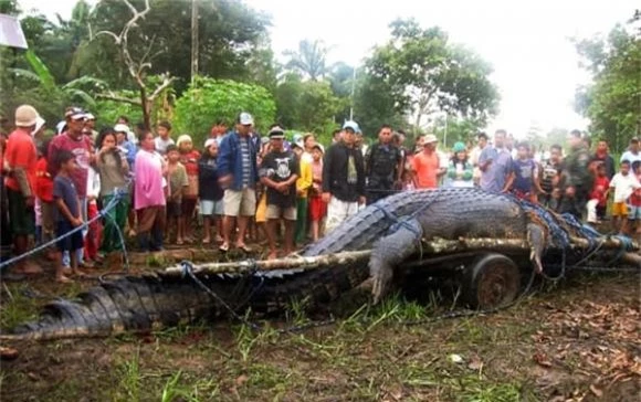 Con cá sấu lớn nhất thế giới, cá sấu Lolong