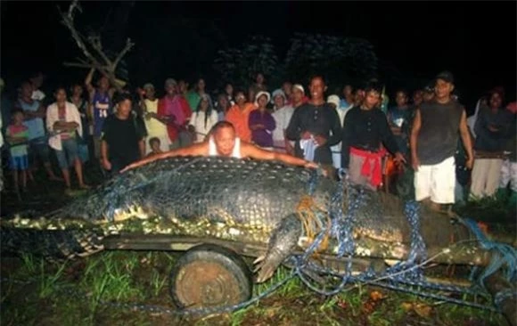 Con cá sấu lớn nhất thế giới, cá sấu Lolong