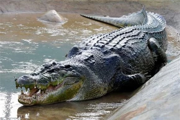 Con cá sấu lớn nhất thế giới, cá sấu Lolong