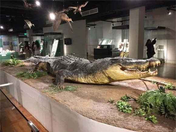 Con cá sấu lớn nhất thế giới, cá sấu Lolong