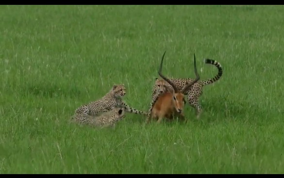 CLIP: Linh dương dùng chiêu "giả chết" thoát hiểm ngoạn mục trước báo săn