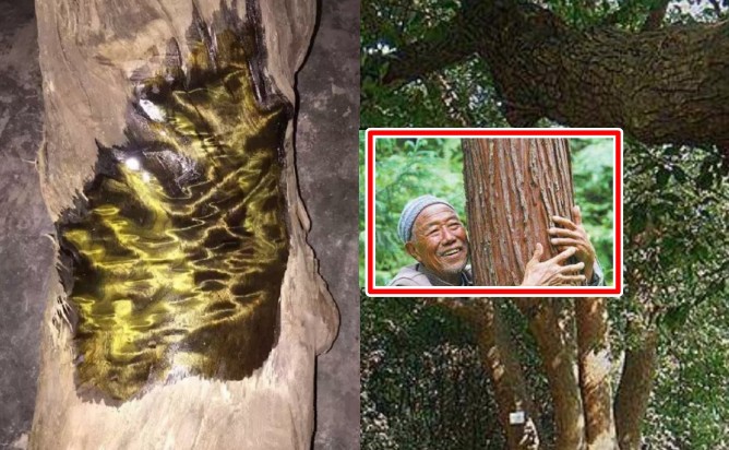 Chăm 3 cây 'gỗ nhả vàng' từ khi còn nhỏ, ông cụ sốc khi chuyên gia đến thẩm định giá đến 1000 tỷ, nhưng không nên bán!