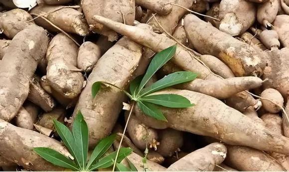 Một loại cây cực độc, nhưng 800 triệu người vẫn đang ăn và xuất hiện ở khắp mọi nơi xung quanh chúng ta