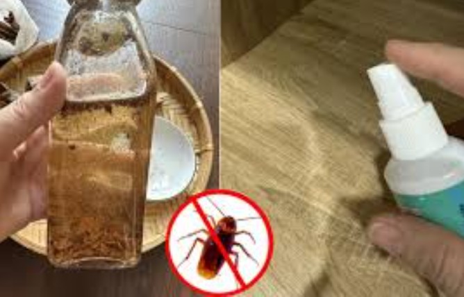 Mẹo đuổi gián hiệu quả bằng nguyên liệu tự chế vừa thơm lại rẻ tiền, không độc hại