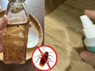 Mẹo đuổi gián hiệu quả bằng nguyên liệu tự chế vừa thơm lại rẻ tiền, không độc hại