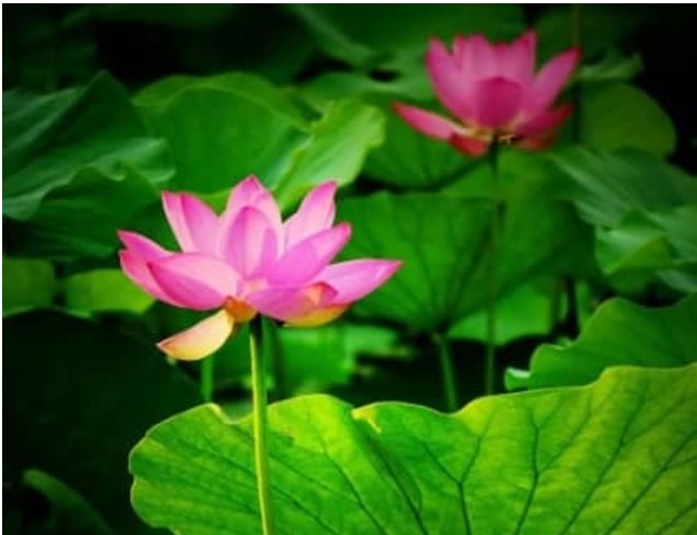 Đàn ông sinh vào thời gian nào dễ trở thành quan chức hơn? Người sinh vào những ngày này theo dương lịch là cuộc đời của một vị quan lớn!