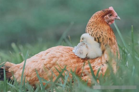 Tại sao gà mái có thể đẻ trứng bình thường mà không cần sự tham gia của gà trống?