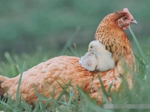 Tại sao gà mái có thể đẻ trứng bình thường mà không cần sự tham gia của gà trống?