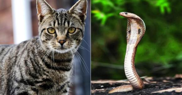 Vì sao mèo không hề sợ rắn? Gặp là tấn công