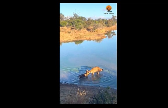 CLIP: Linh dương phản kháng thoát hiểm ngoạn mục, dìm chó hoang và tẩu thoát thần kỳ