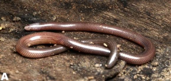 Nước ta xuất hiện loài vật không mắt, không chân quý hiếm bậc nhất thế giới, chỉ có duy nhất ở Việt Nam