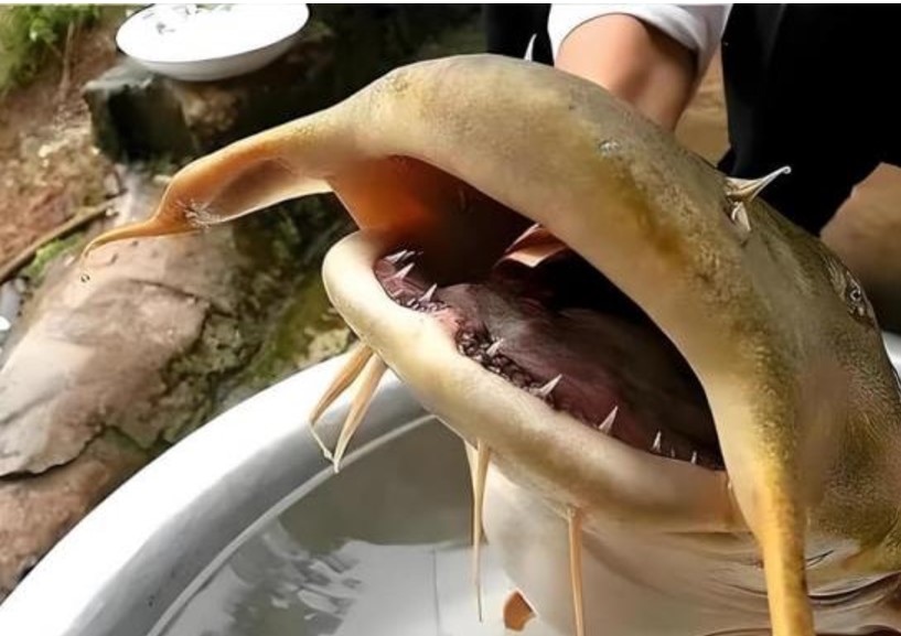 Một người đàn ông bắt được một loài cá lạ quý hiếm, không chứa phốt pho có thân màu vàng và trông giống loài ngoài hành tinh