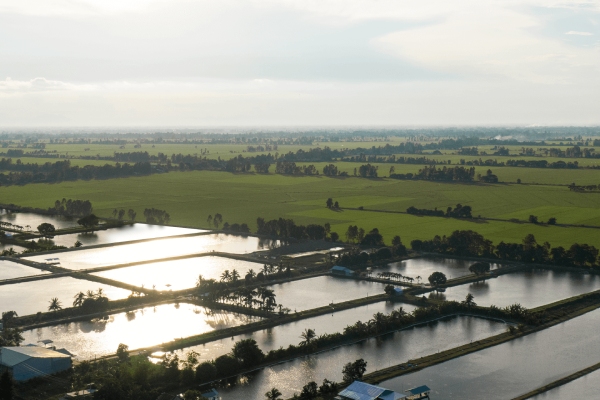 Cho công ty mẹ vay tiền, Công ty Đầu tư và Phát triển Đa quốc gia IDI bị xử phạt