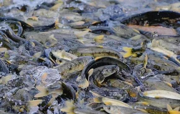 Hồ Yamdrok ở Tây Tạng tràn ngập cá, lên tới khoảng 800 triệu kg, vì sao không ai dám ăn?