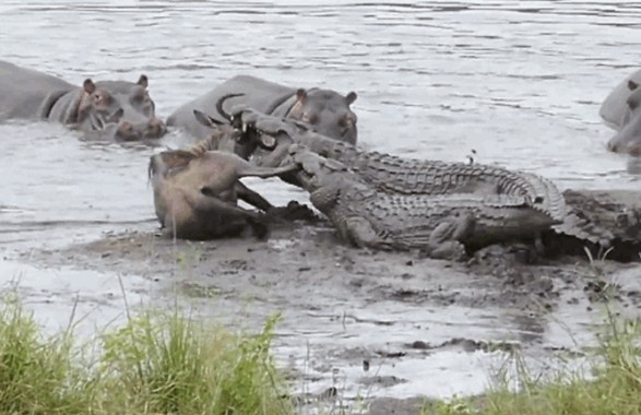 CLIP: Hà mã dũng cảm cứu linh dương thoát khỏi hàm cá sấu