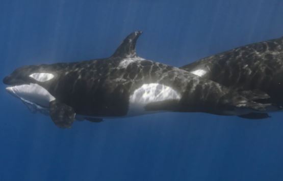 Cá voi sát thủ ngang nhiên trở thành ‘thợ săn’ nguy hiểm nhất hành tinh