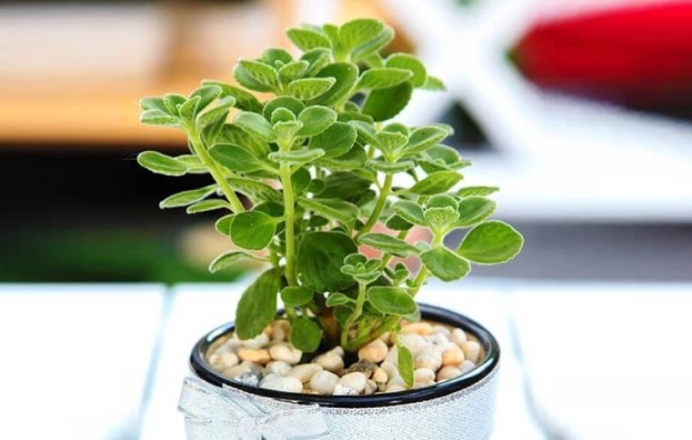 8 loại cây vừa chống muỗi vừa làm đẹp nhà