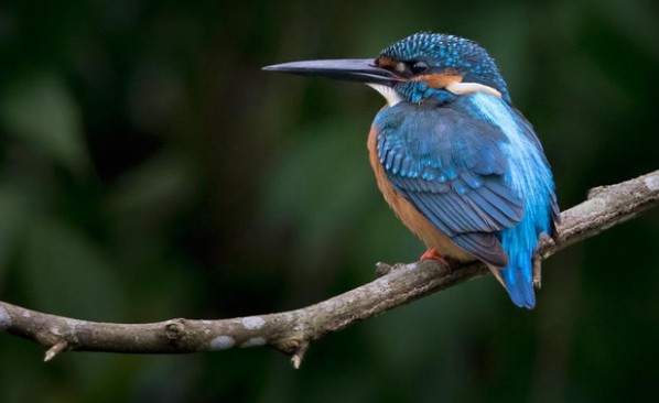 Loài chim kỳ lạ: Đào hang như chuột và chỉ thích sống ở vùng nước sạch