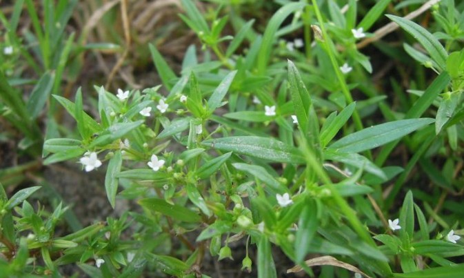 Loại cây mọc hoang nhưng giúp thanh nhiệt, giải độc, chống ung thư: Nhiều người chưa biết