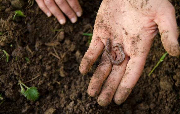 Những loài vật nhỏ bé bị con người ghét bỏ nhưng thực chất lại rất hữu ích