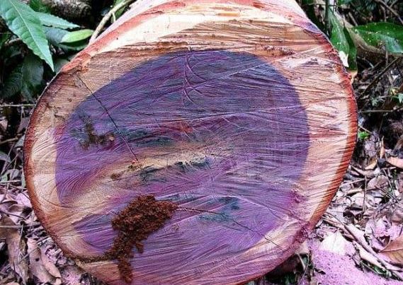 Phát hiện loại gỗ có khả năng đổi màu tại Việt Nam, quý như ngọc, thuộc top thế giới về độ cứng và độ bền, hơn 120 triệu/m3