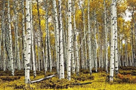 Vua của các loại gỗ: Loài cây quý hiếm bậc nhất thế giới, cứng gấp đôi thép, đạn bắn không thủng, tuổi đời lên đến 500 năm